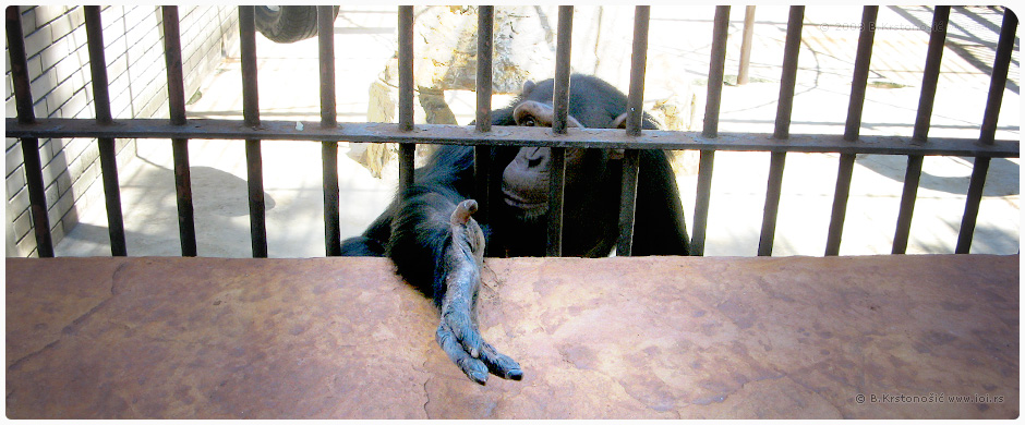 Beogradski Zoo vrt