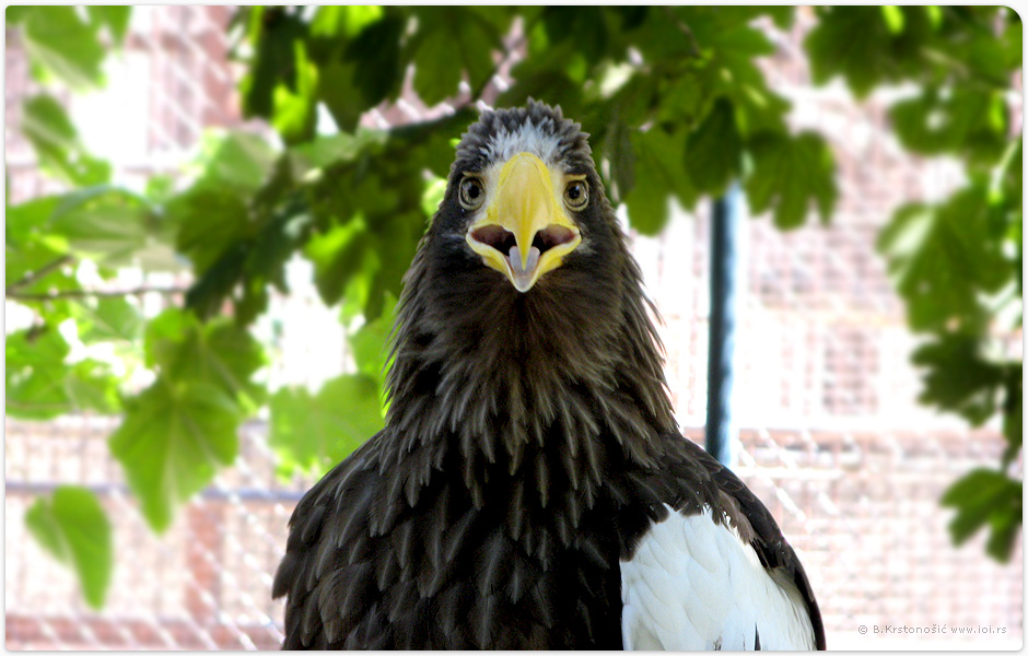 Beogradski Zoo vrt