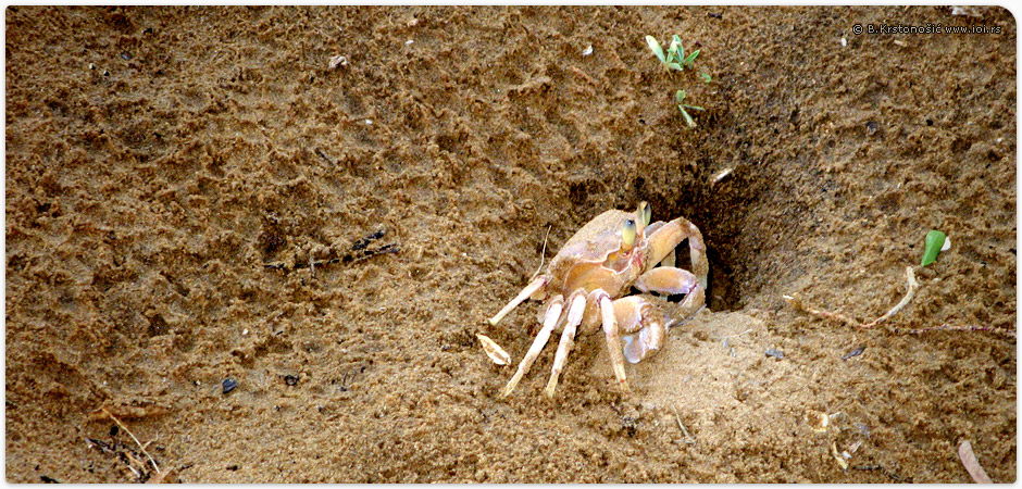 Kipungani, ostrvo Lamu - Kenija